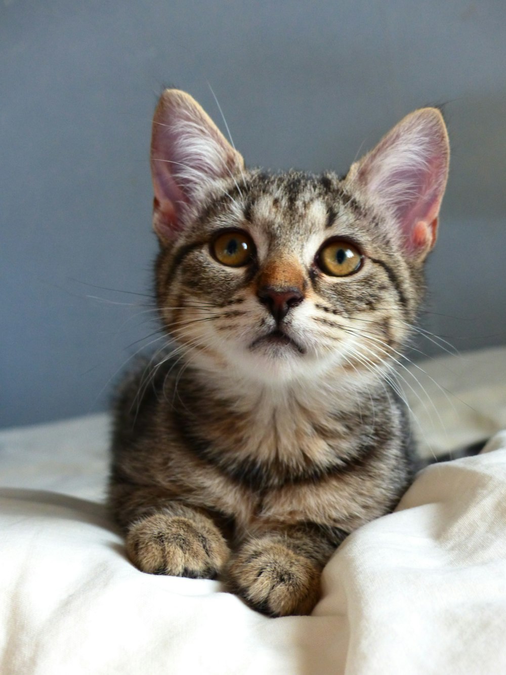 brown tabby cat on white textile