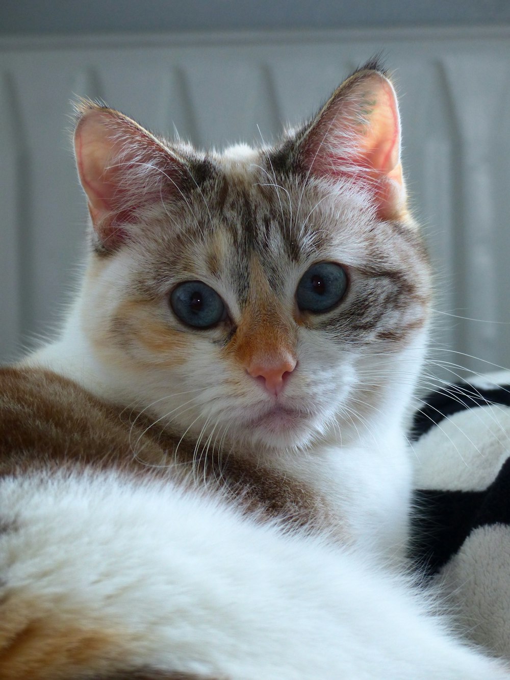 brown and white cat lying on black and white textile