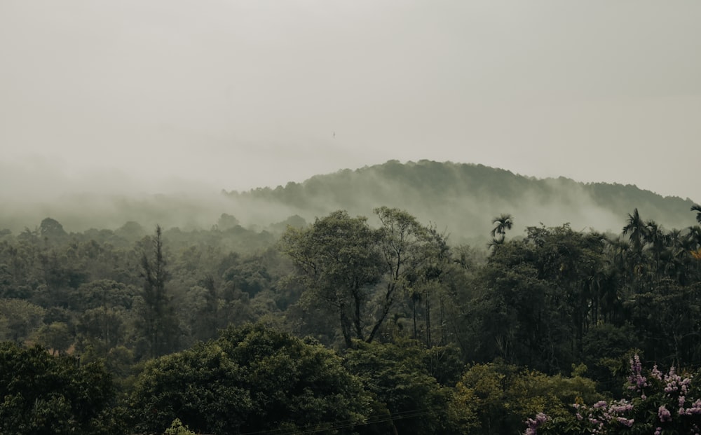 green trees on foggy weather