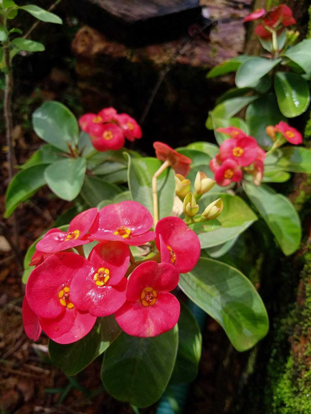 red flowers with green leaves