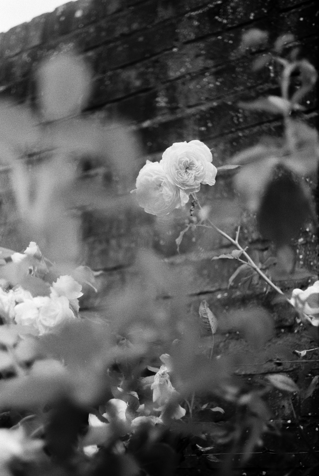 greyscale photo of white flower