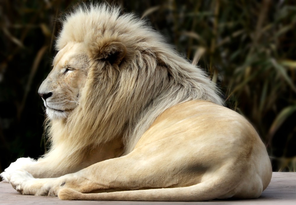 lion lying on brown rock during daytime