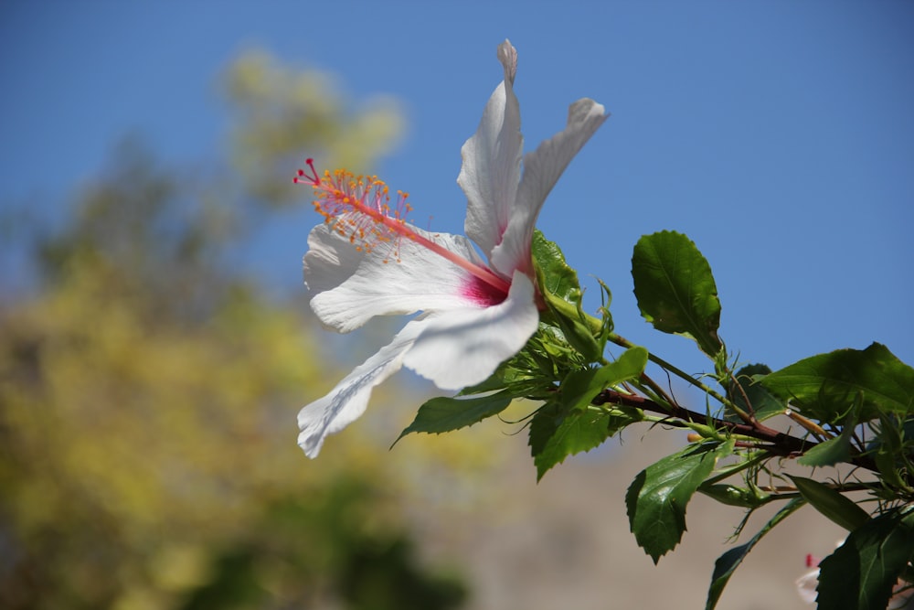 white and red flower with green leaves