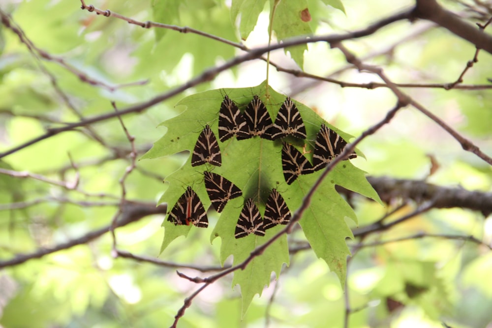 green round fruit on tree during daytime