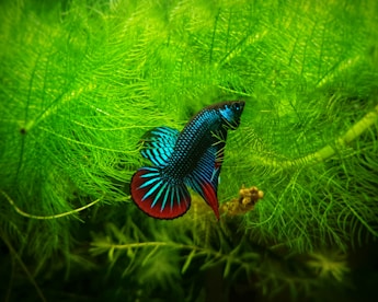 blue and red butterfly on green plant