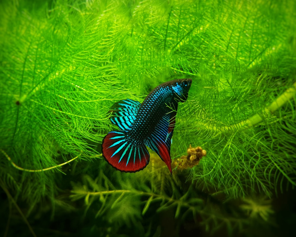 blue and red butterfly on green plant