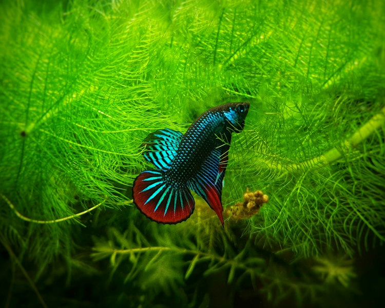 Betta photo 2