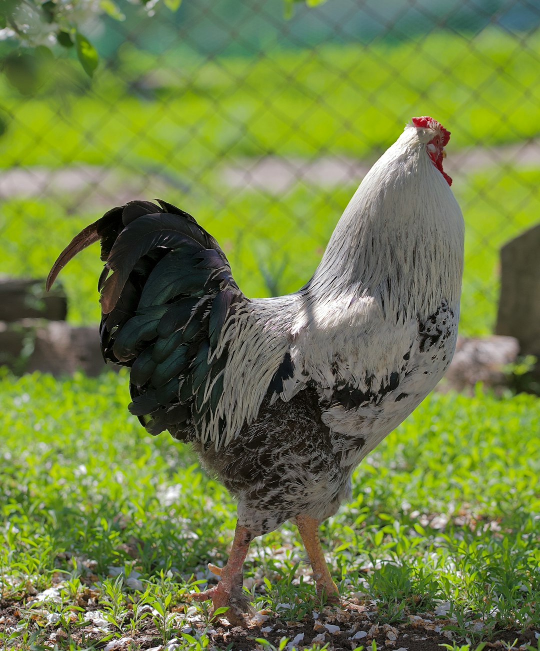 white and black rooster on green grass during daytime