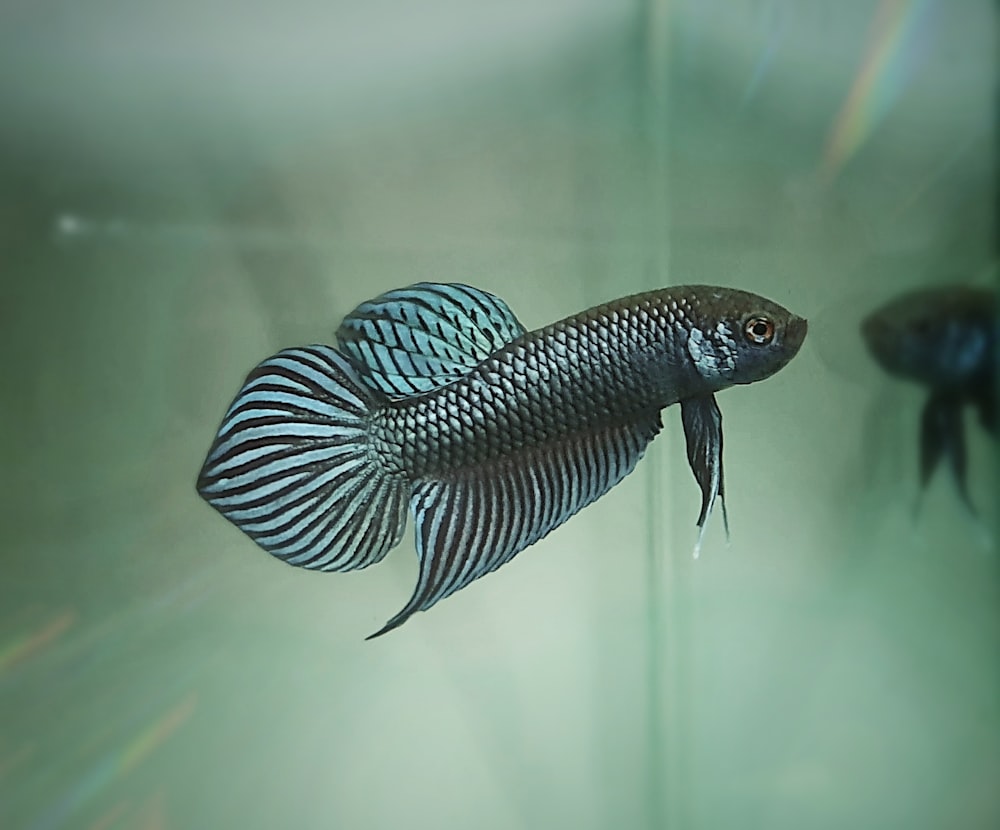 black and white striped fish