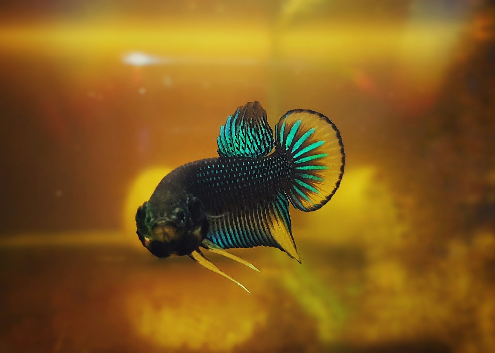 blue and white fish in water