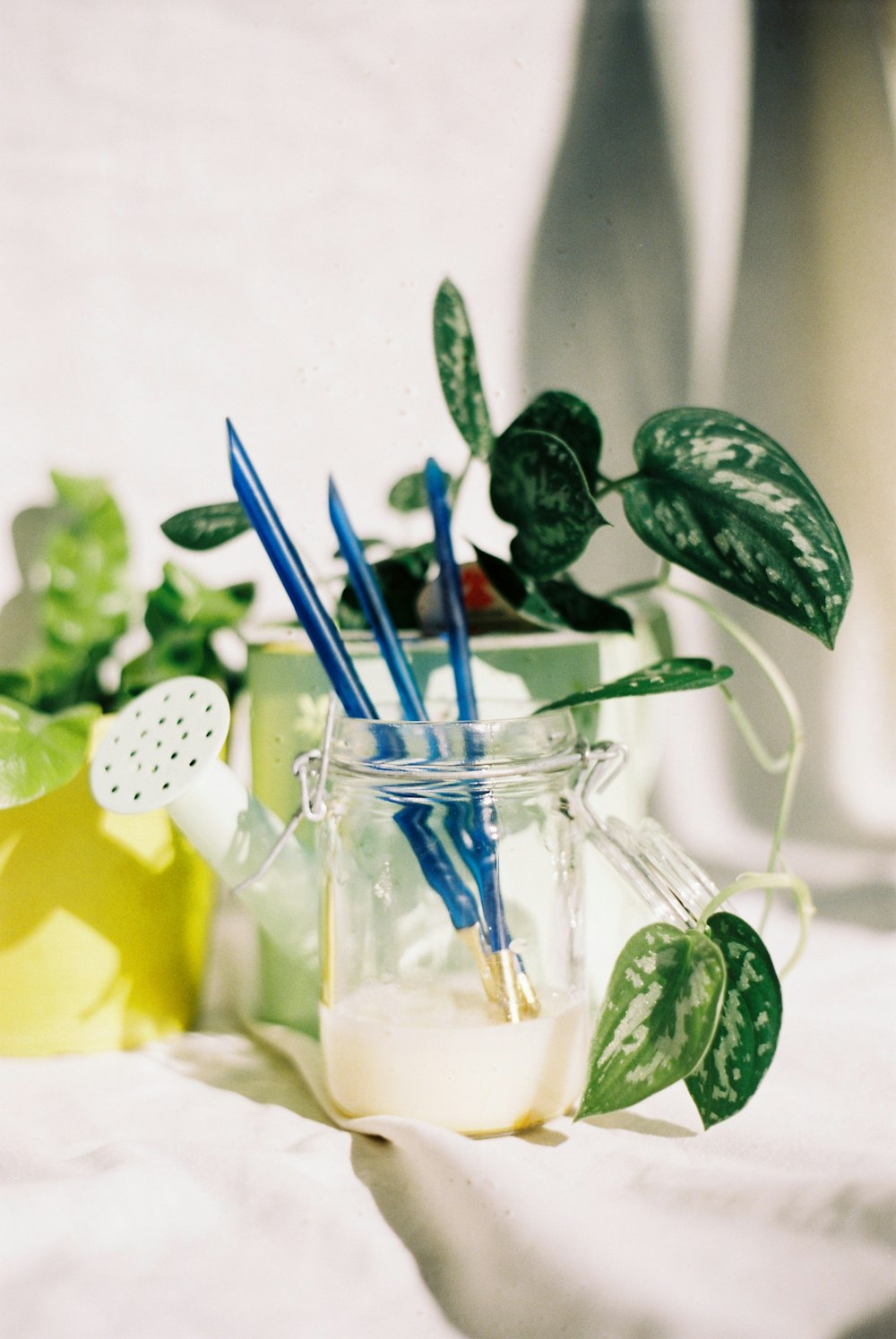 green plant in clear glass vase