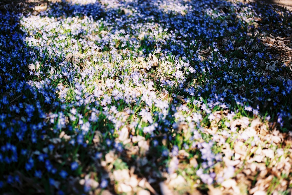 green grass field during daytime