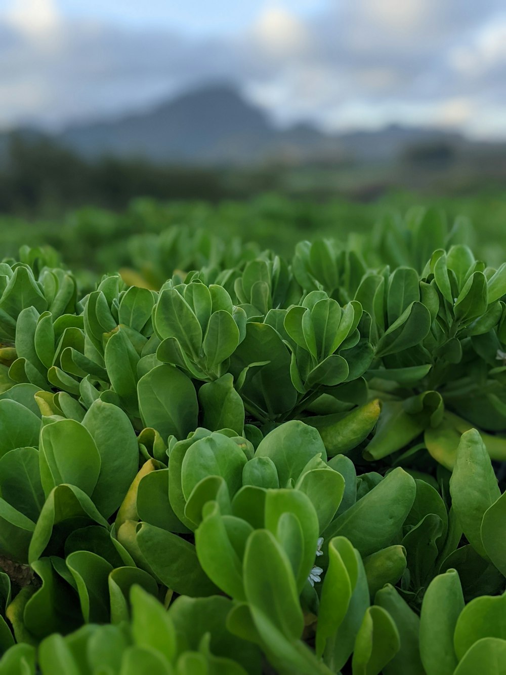 green plant field during daytime