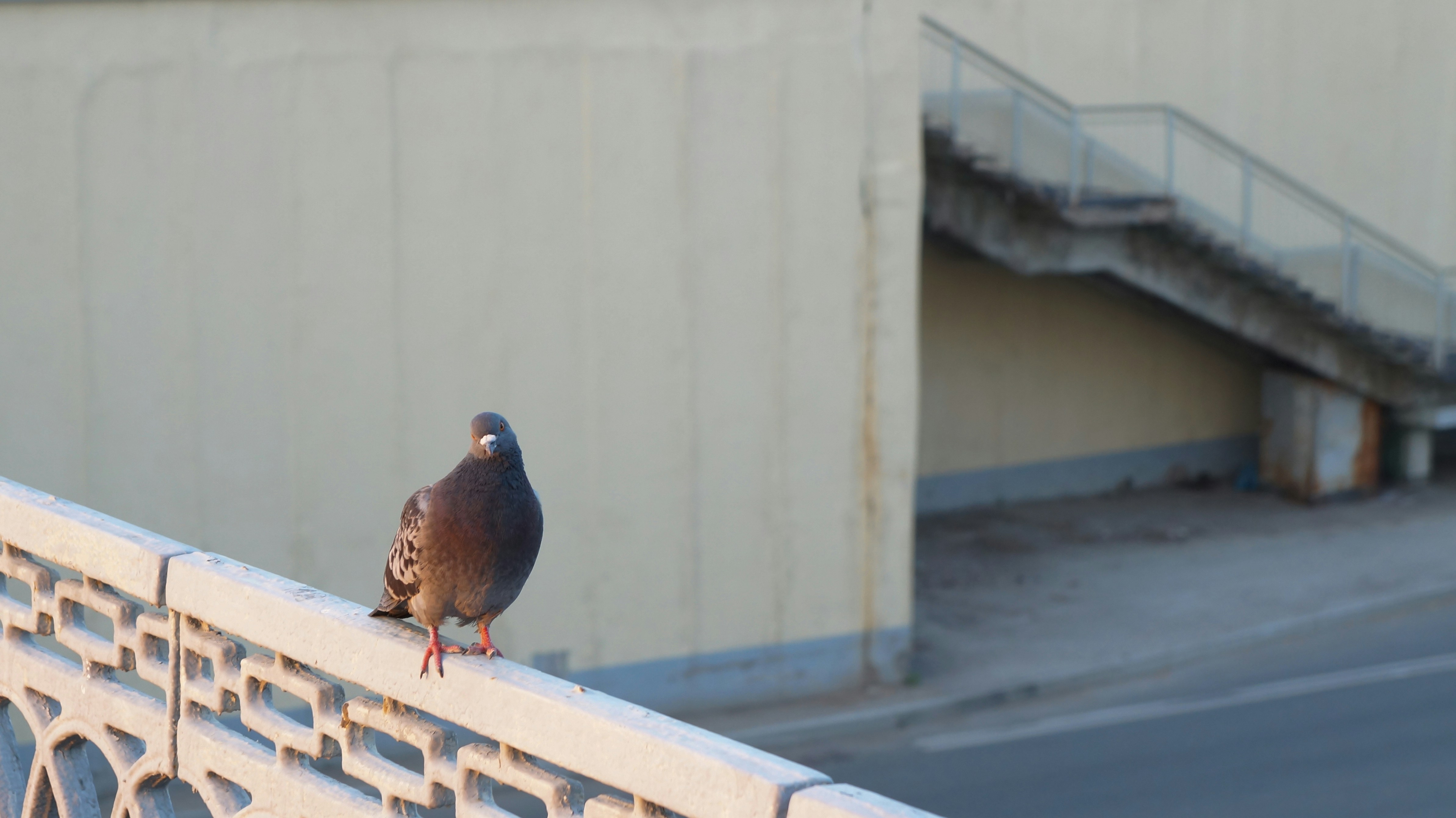 brown bird on white wooden fence during daytime