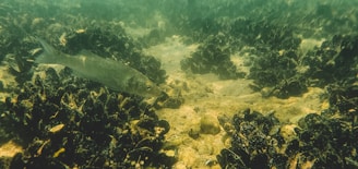 An underwater scene showing a fish swimming near clusters of dark mussels on the ocean floor. The water appears slightly murky, with sunlight filtering through, illuminating the sandy bottom.