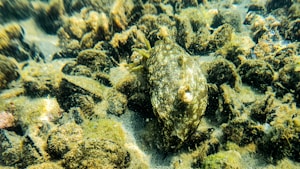Quality Cuttlefish