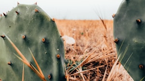 Prickly Pear Cutting
