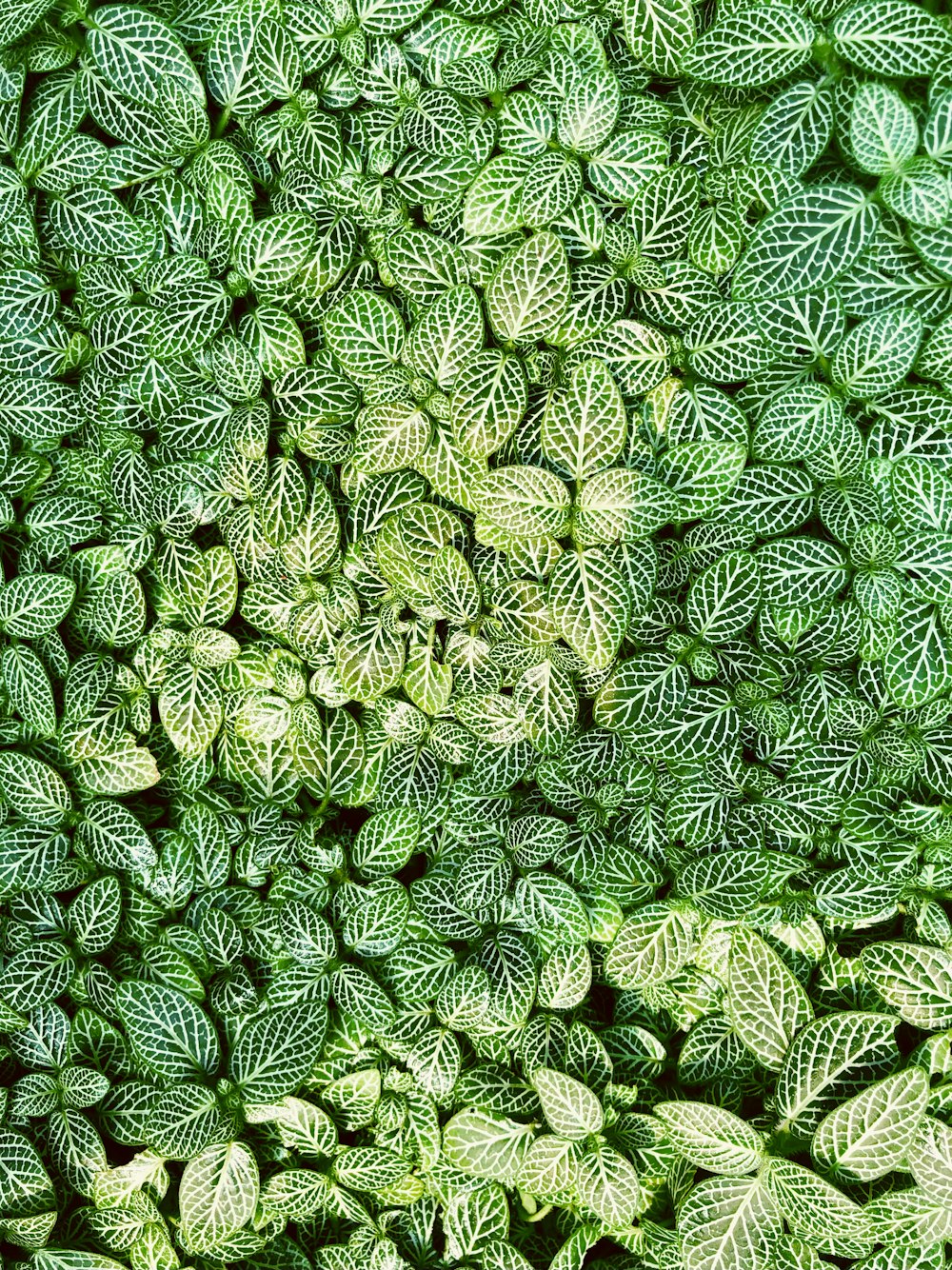 green and white leaf plant