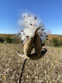 Close-up of guar gum pods hanging on healthy green plants in the field.