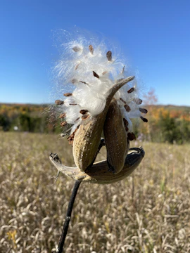 Close-up of ripe sesame seed pods ready for harvest under a clear sky.