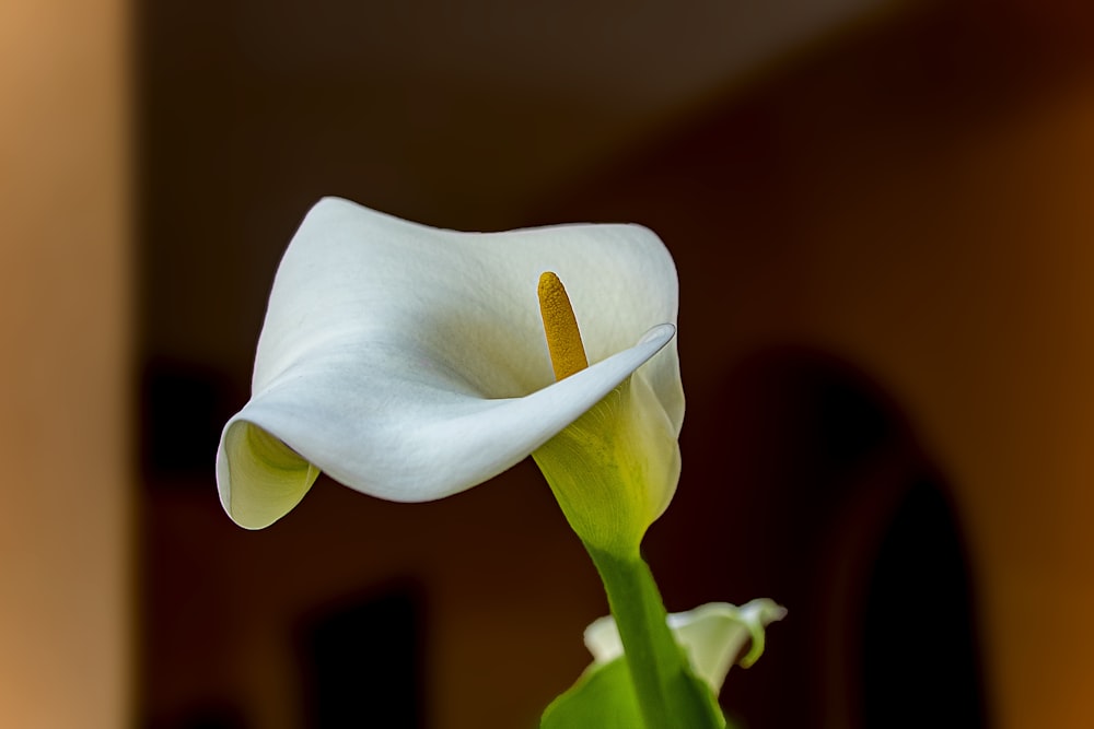 Fleur blanche dans une lentille à bascule