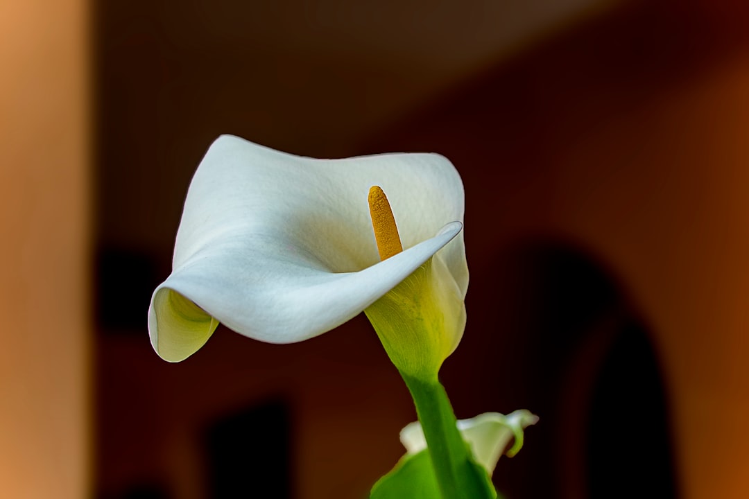 white flower in tilt shift lens