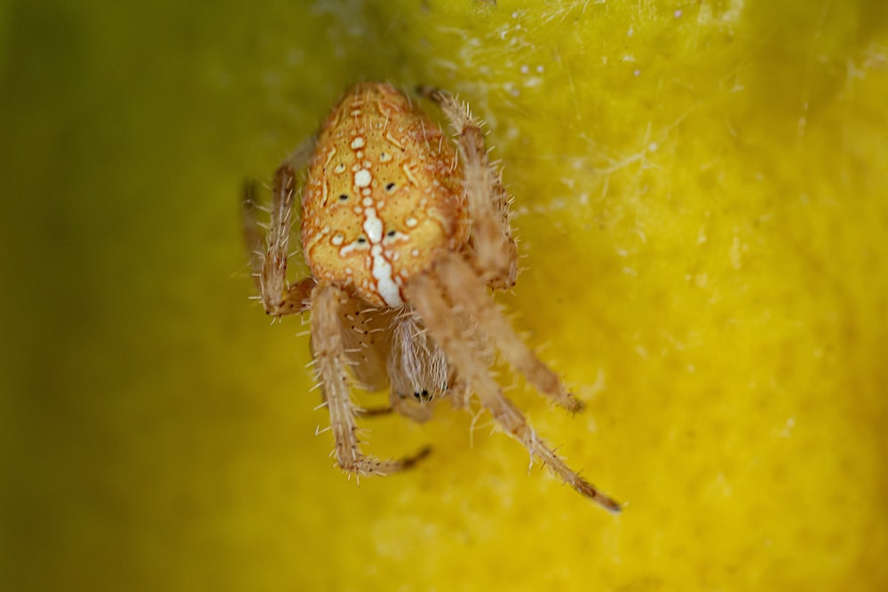 brown spider on yellow surface