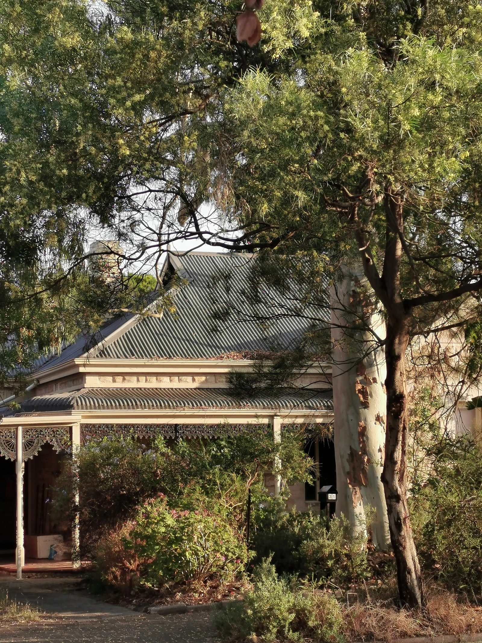 NSW eucalyptus landscape representing biodiversity value
