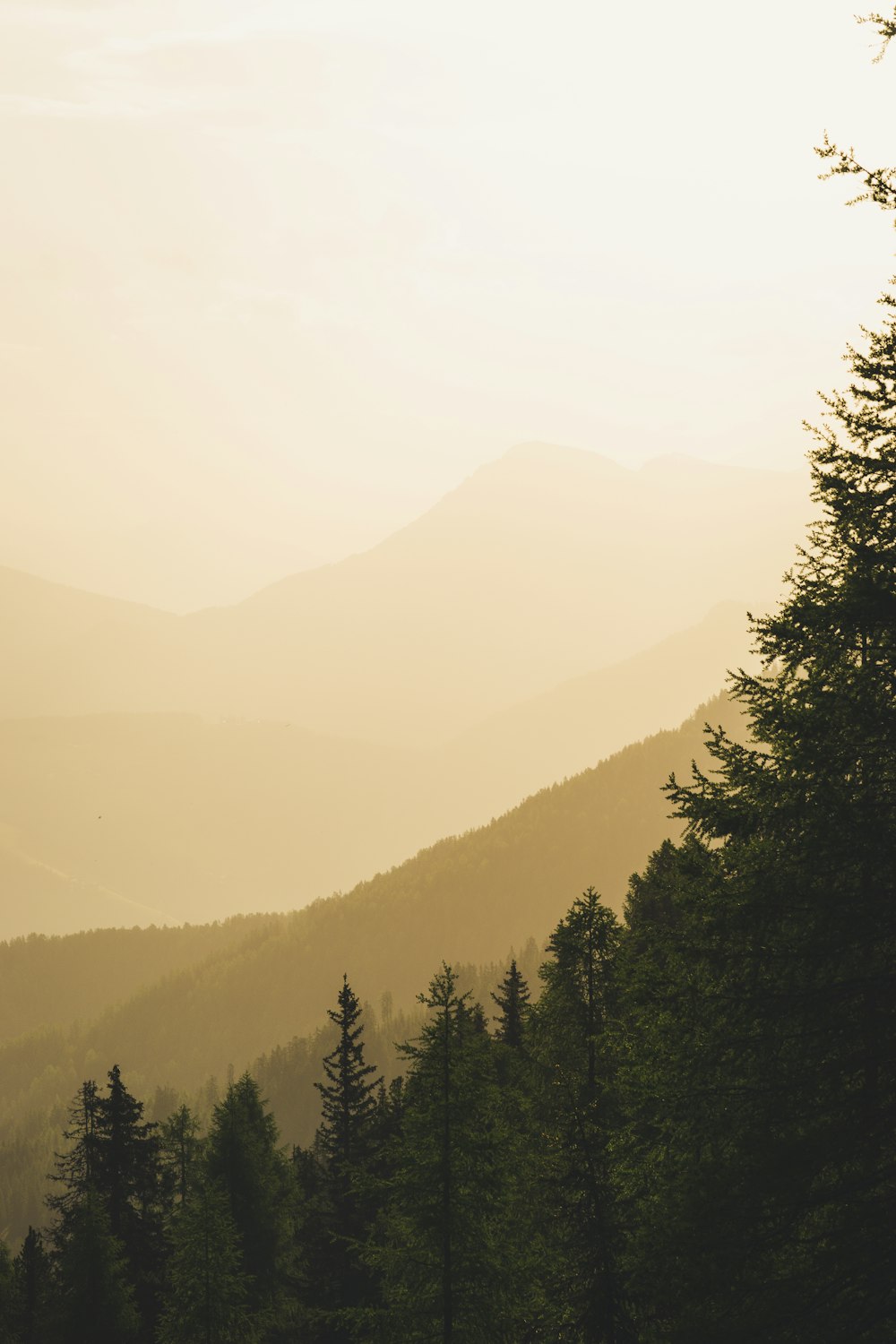 green trees on mountain during daytime