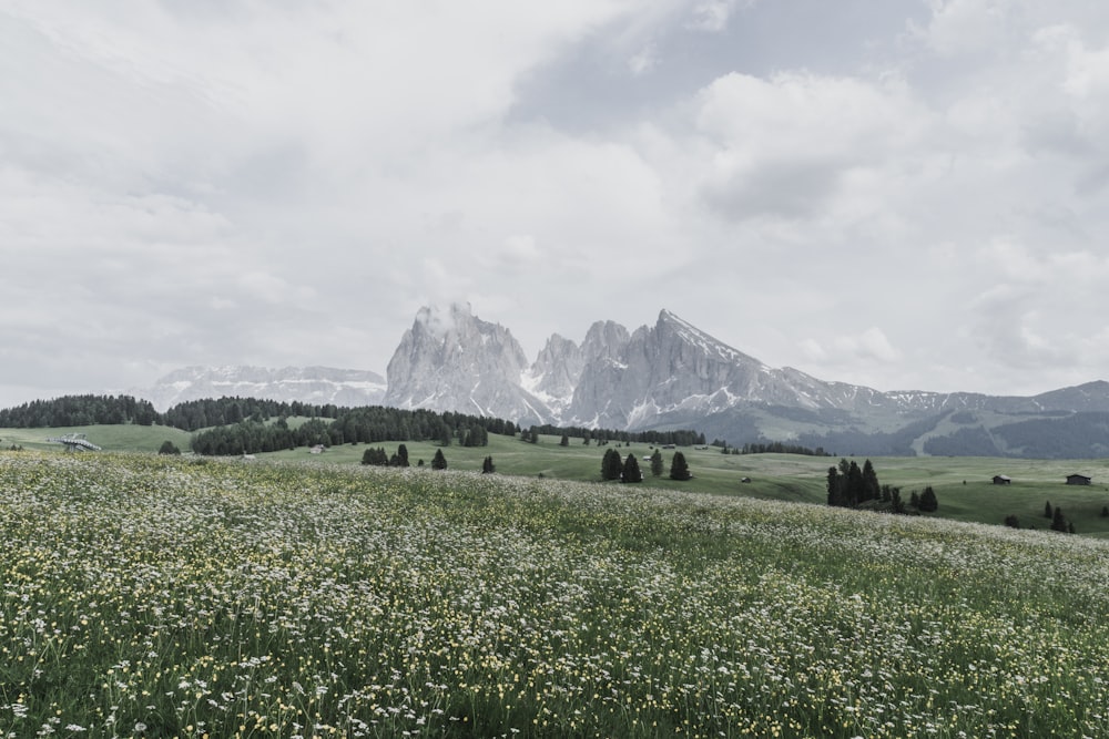 Grünes Grasfeld in Bergnähe tagsüber unter weißen Wolken