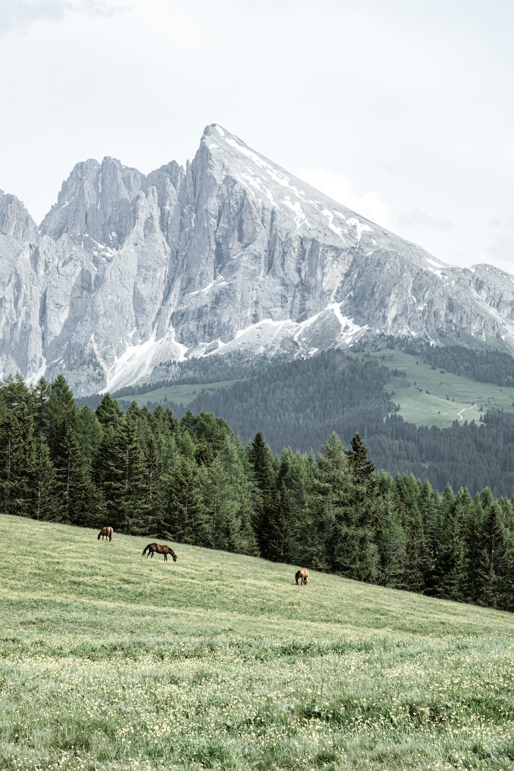 Champ d’herbe verte près des arbres verts et de la montagne pendant la journée