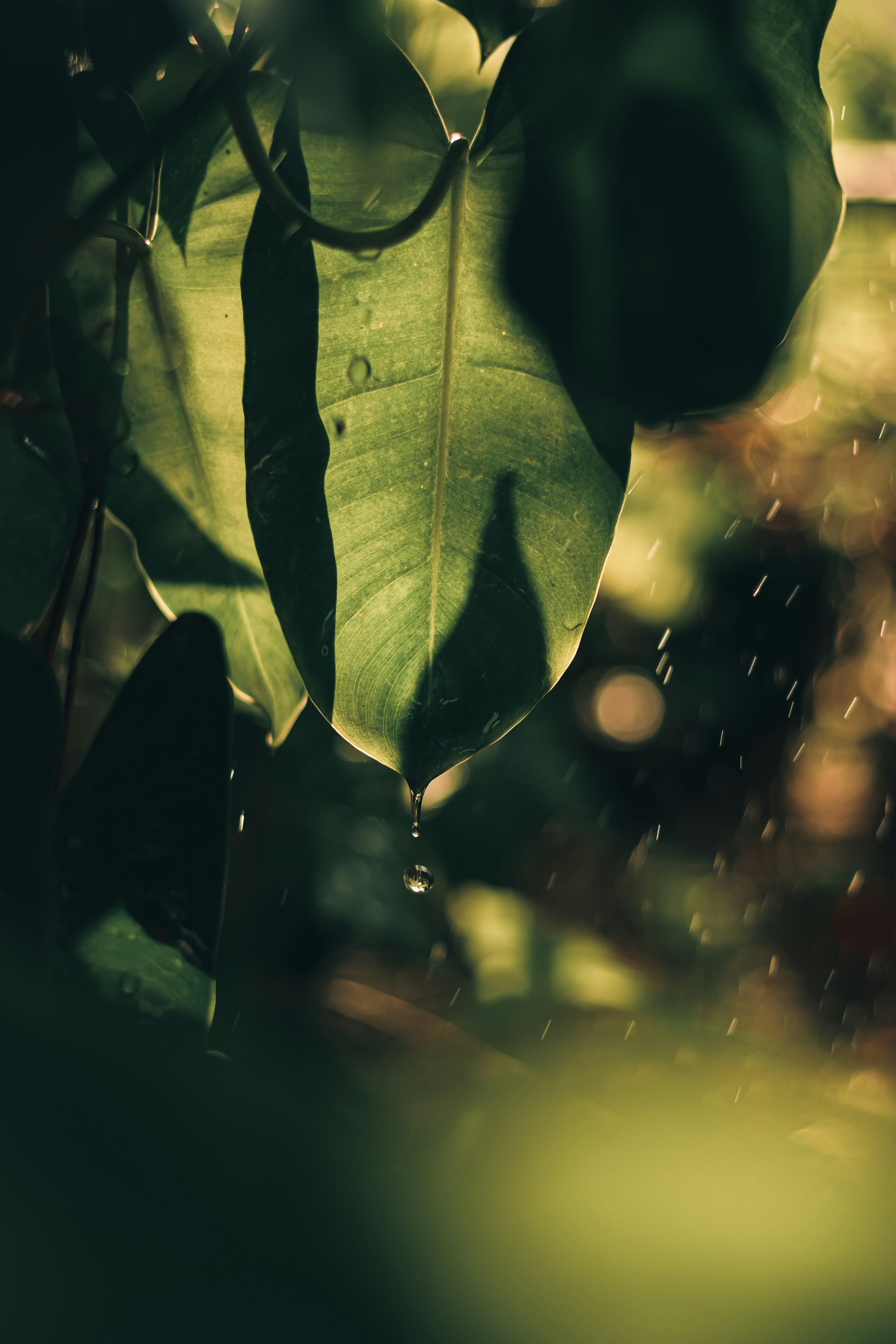 Photo by dhilipantony