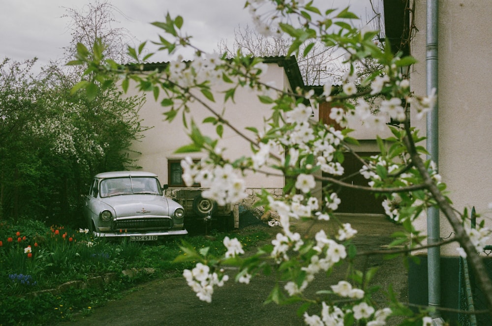 white car parked beside white flower