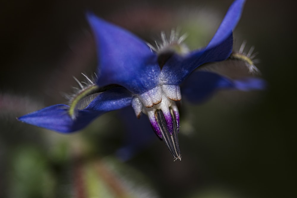 blue and white flower in macro lens photography
