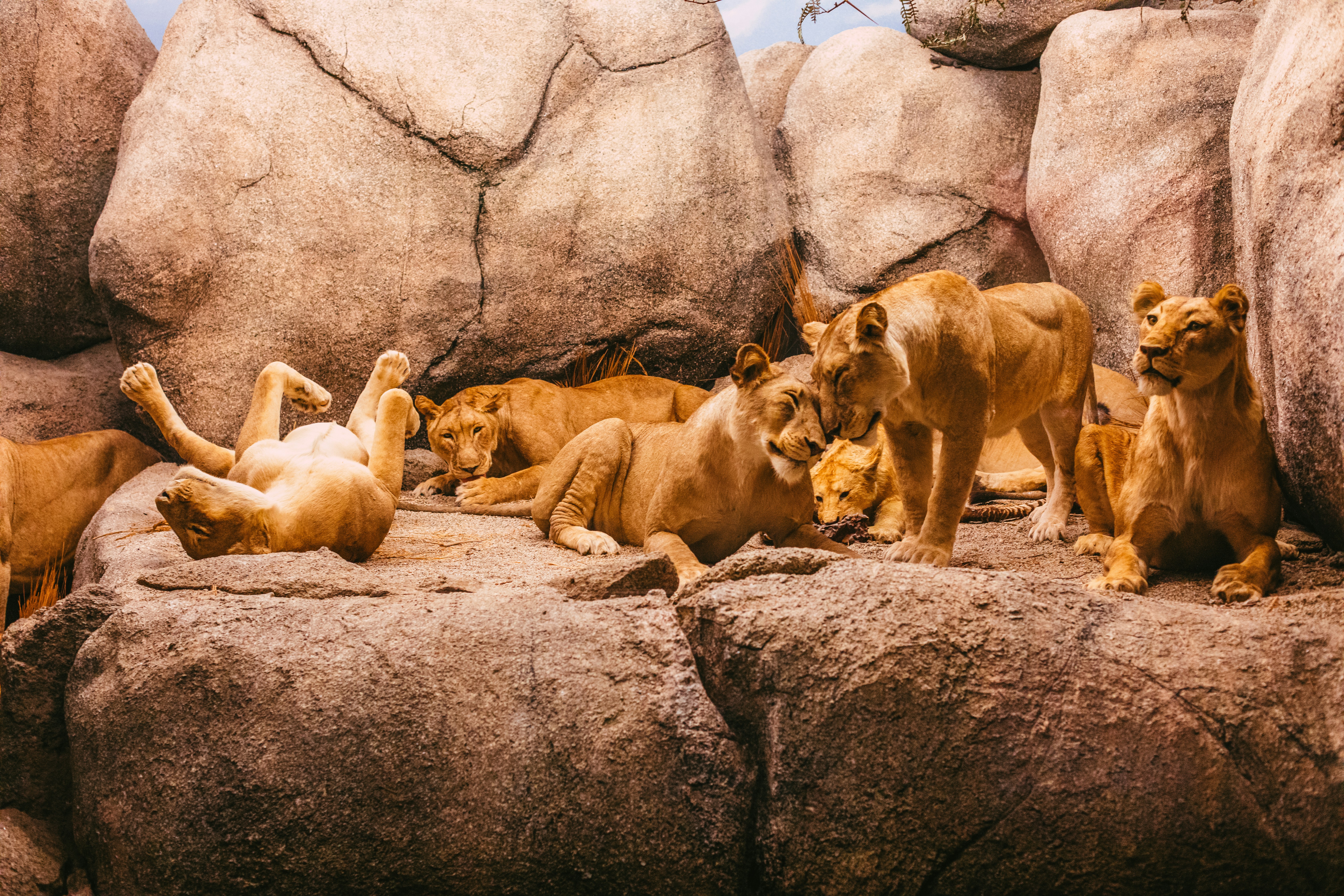 Natural History Museum Los Angeles