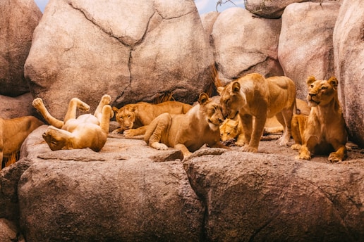 A team carefully handling a large lion during a safe and calm transfer process.