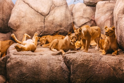A group of lions resting on large, rugged rocks. One lion is playfully lying on its back, while others are lounging around or grooming each other in a relaxed manner.