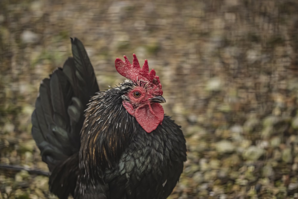 black rooster standing on dried leaves