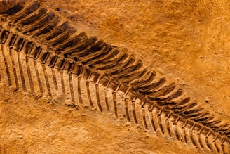 A detailed view of a fossilized skeleton embedded in a textured, brownish sediment. The bones form a distinct, curving line horizontally across the image, demonstrating the intricate structure of vertebrae.