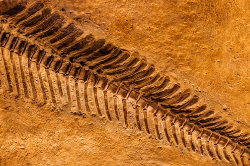 A detailed view of a fossilized skeleton embedded in a textured, brownish sediment. The bones form a distinct, curving line horizontally across the image, demonstrating the intricate structure of vertebrae.