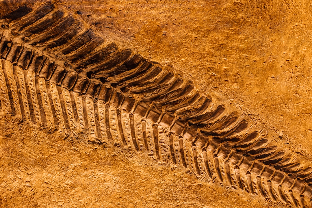 A 500 Million Year Old Fossil Just Rewrote The Spider Story - Impli… — A 500 Million Year Old Fossil
