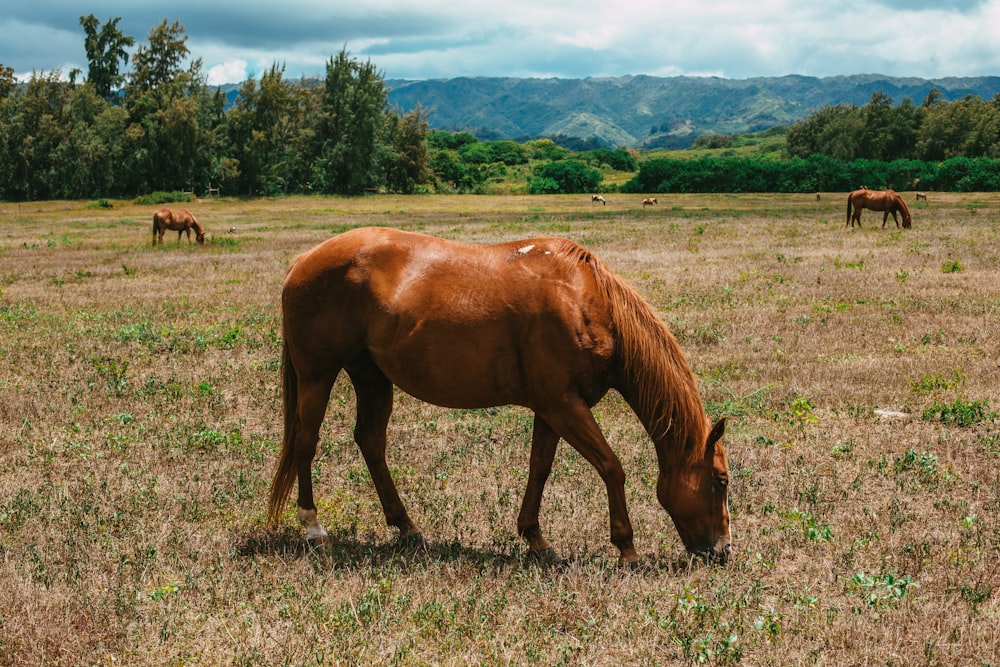 brown horse on green grass field during daytime