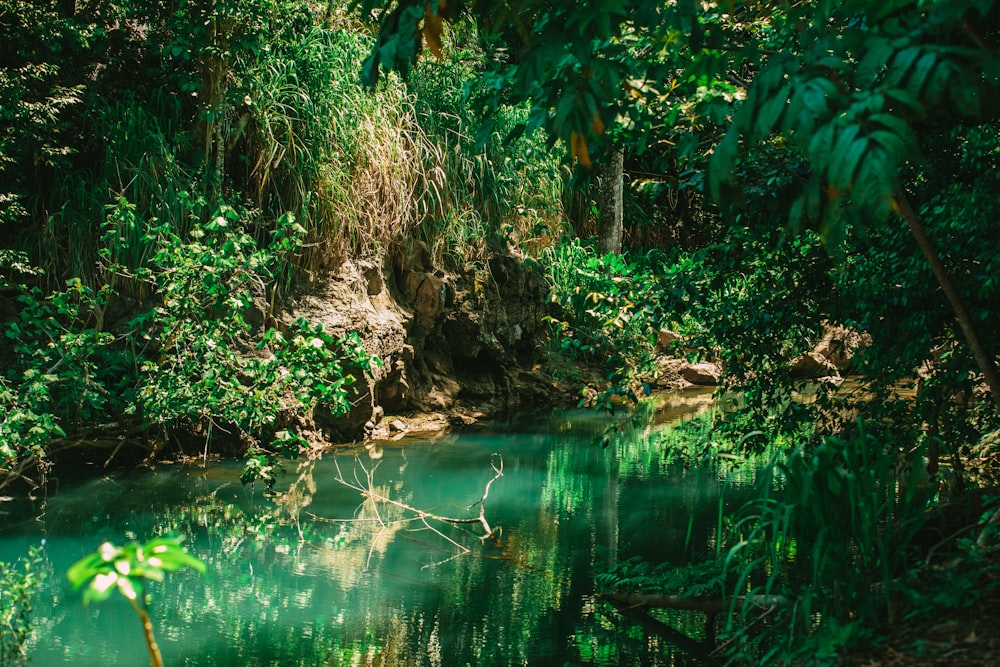 green water pond surrounded by green plants