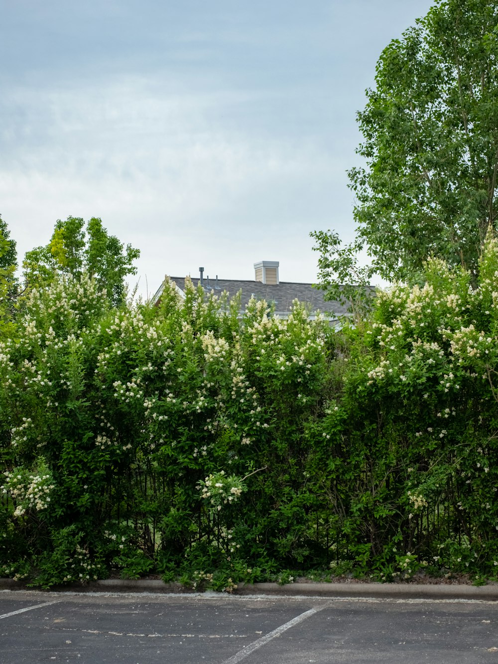 green trees under white clouds during daytime