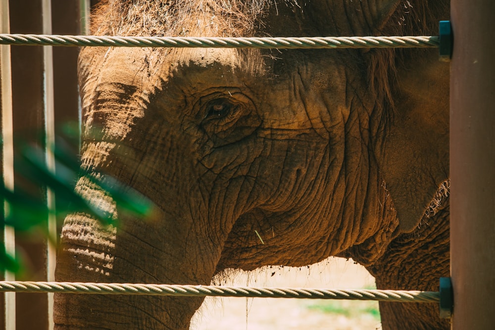 brown elephant with green ball on mouth