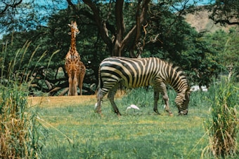 A zebra grazes on lush green grass while a giraffe stands in the background amidst tall trees, creating a serene wildlife scene. A white bird can also be seen nearby, contributing to the natural ambiance.