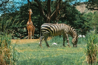 A zebra grazes on lush green grass while a giraffe stands in the background amidst tall trees, creating a serene wildlife scene. A white bird can also be seen nearby, contributing to the natural ambiance.