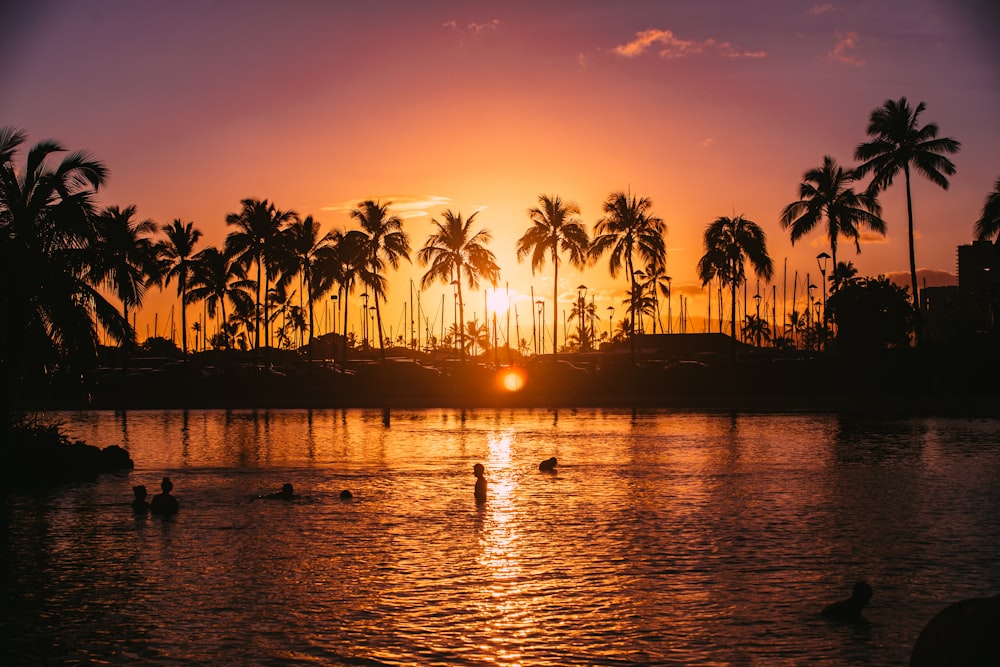 silhouette of coconut palm trees during sunset