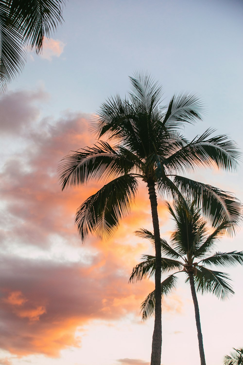 palm tree under cloudy sky during sunset