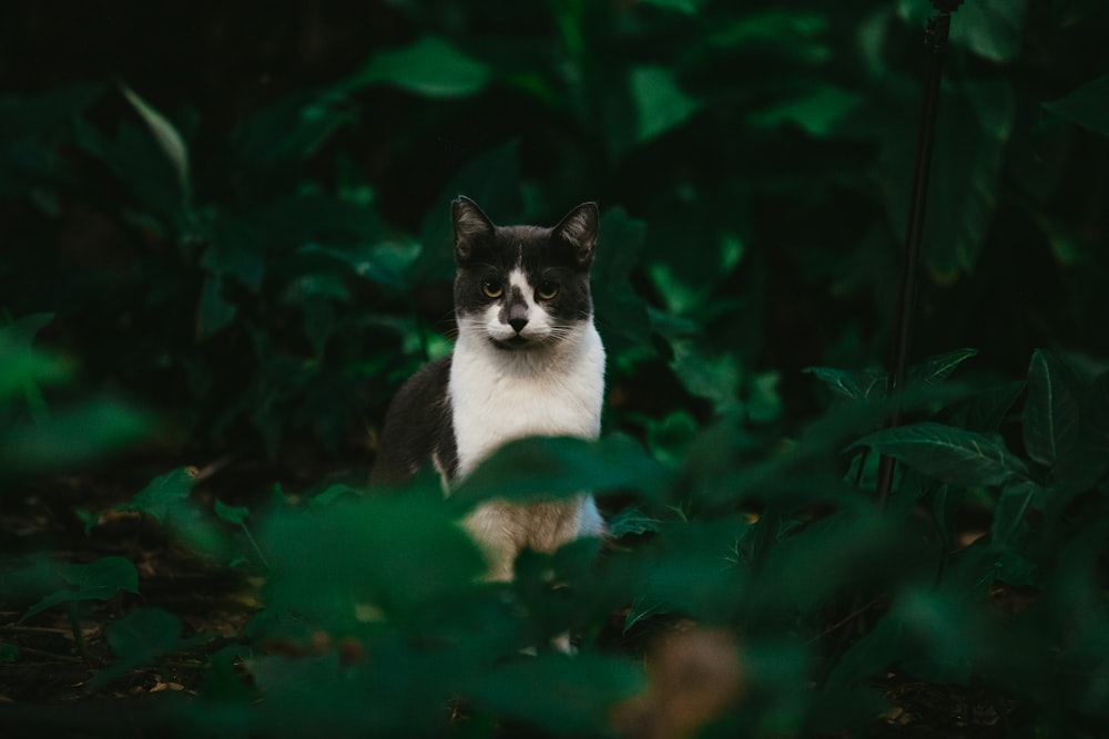 white and black cat on green grass